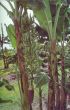Musa 'Monkey Fingers'